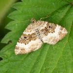 Attēlu rezultāti vaicājumam “Epirrhoe alternata”