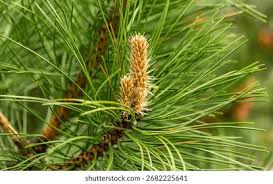 Attēlu rezultāti vaicājumam “Pinus pumila male flower”
