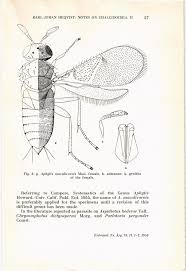Attēlu rezultāti vaicājumam “Chionaspis salicis”