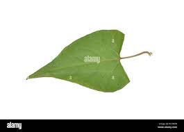 Attēlu rezultāti vaicājumam “Fallopia dumetorum leaf”