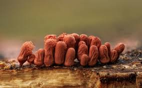 Attēlu rezultāti vaicājumam “Arcyria denudata macro”