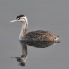 Attēlu rezultāti vaicājumam “Podiceps cristatus juvenile”