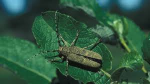 Attēlu rezultāti vaicājumam “Saperda carcharias”