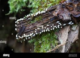Attēlu rezultāti vaicājumam “Trichia varia spores”