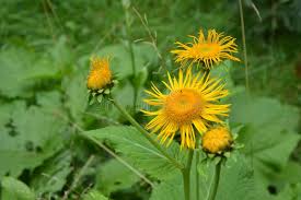 Attēlu rezultāti vaicājumam “Telekia speciosa”