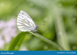 Attēlu rezultāti vaicājumam “Pieris napi”