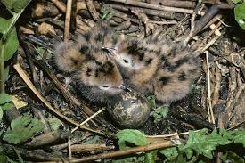 Attēlu rezultāti vaicājumam “Chlidonias niger eggs”