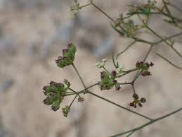 Attēlu rezultāti vaicājumam “Enteridium liceoides sessile”