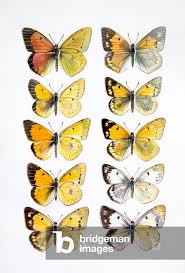 Attēlu rezultāti vaicājumam “Pieridae”