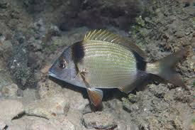 Image result for Diplodus vulgaris