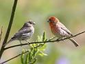 http://www.nps.gov/prsf/naturescience/images/house-finch.jpg