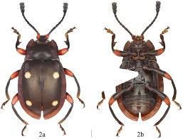 Attēlu rezultāti vaicājumam “Endomychidae”