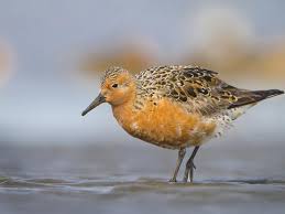 Attēlu rezultāti vaicājumam “Calidris canutus”