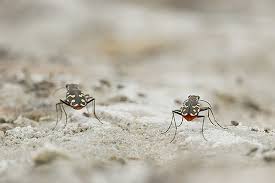 Attēlu rezultāti vaicājumam “Cicindela sylvatica imago”