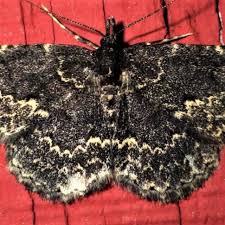 Attēlu rezultāti vaicājumam “Parascotia fuliginaria”