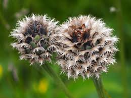 Attēlu rezultāti vaicājumam “Centaurea scabiosa bud”
