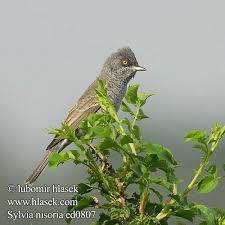 Attēlu rezultāti vaicājumam “Sylvia nisoria adult”