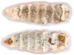 Attēlu rezultāti vaicājumam “Ancylis laetana”