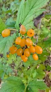 Attēlu rezultāti vaicājumam “Viburnum opulus fruit”