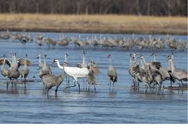 Attēlu rezultāti vaicājumam “Grus grus adult”