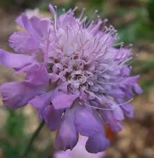 Image result for Scabiosa columbaria