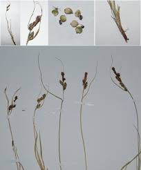 Attēlu rezultāti vaicājumam “Carex globularis”