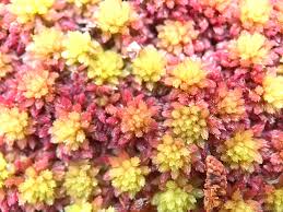 Attēlu rezultāti vaicājumam “Sphagnum capillifolium”