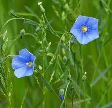 Attēlu rezultāti vaicājumam “Linum usitatissimum leaf”