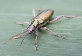 Attēlu rezultāti vaicājumam “Donacia clavipes”