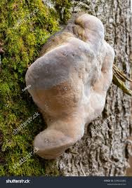 Attēlu rezultāti vaicājumam “Phellinus robustus”