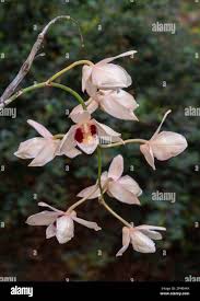 Attēlu rezultāti vaicājumam “Eurhynchiastrum pulchellum macro”