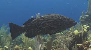 Image result for Mycteroperca bonaci