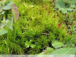 Attēlu rezultāti vaicājumam “Dicranum bonjeanii”