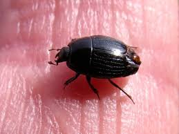 Attēlu rezultāti vaicājumam “Histeridae”