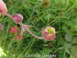 Attēlu rezultāti vaicājumam “Geum rivale fruit”