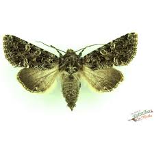 Attēlu rezultāti vaicājumam “Euthrix potatoria imago”