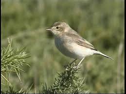 Attēlu rezultāti vaicājumam “Hippolais caligata”