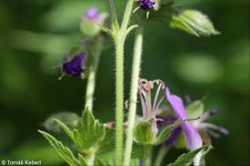 Attēlu rezultāti vaicājumam “Geranium sylvaticum leaf”