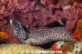 Image result for Gymnothorax moringa