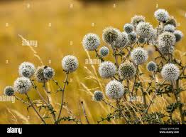 Attēlu rezultāti vaicājumam “Echinops sphaerocephalus flower”