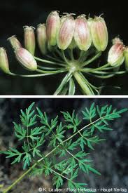 Attēlu rezultāti vaicājumam “Peucedanum palustre”