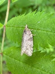 Attēlu rezultāti vaicājumam “Capua vulgana”