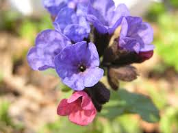 Attēlu rezultāti vaicājumam “Pulmonaria obscura flower”
