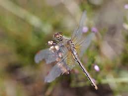 Attēlu rezultāti vaicājumam “Sympetrum flaveolum”