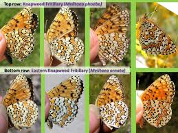 Attēlu rezultāti vaicājumam “Melitaea phoebe underside”