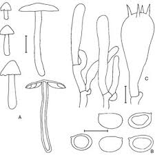 Attēlu rezultāti vaicājumam “Hygrocybe acutoconica”