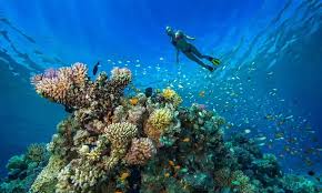 Image result for Leeds Free Divers Octopush Club