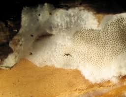 Attēlu rezultāti vaicājumam “Cinereomyces lindbladii”