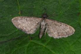 Attēlu rezultāti vaicājumam “Eupithecia satyrata”