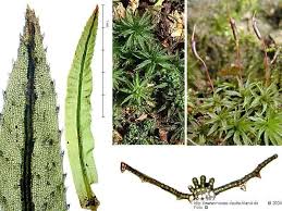 Attēlu rezultāti vaicājumam “Atrichum flavisetum sporophyte”